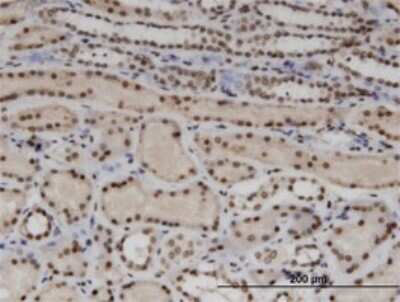 Immunohistochemistry-Paraffin: WTAP Antibody (1B11) [H00009589-M01]