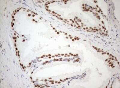 Immunohistochemistry: WTAP Antibody (OTI12G7) - Azide and BSA Free [NBP2-74870]
