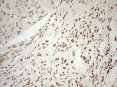 Immunohistochemistry: WTAP Antibody (OTI12G7) - Azide and BSA Free [NBP2-74870]