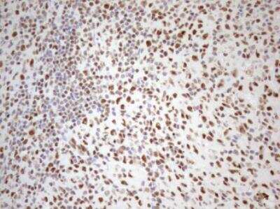 Immunohistochemistry-Paraffin: WTAP Antibody (OTI12G7) [NBP2-46368]