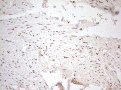 Immunohistochemistry-Paraffin: WTAP Antibody (OTI12G7) [NBP2-46368]