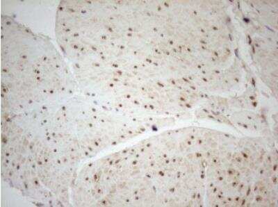 Immunohistochemistry-Paraffin: WTAP Antibody (OTI12G7) [NBP2-46368]