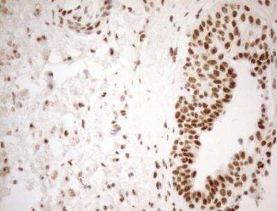 Immunohistochemistry-Paraffin: WTAP Antibody (OTI12G7) [NBP2-46368]