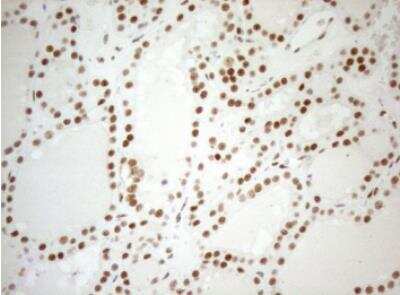Immunohistochemistry-Paraffin: WTAP Antibody (OTI12G7) [NBP2-46368]
