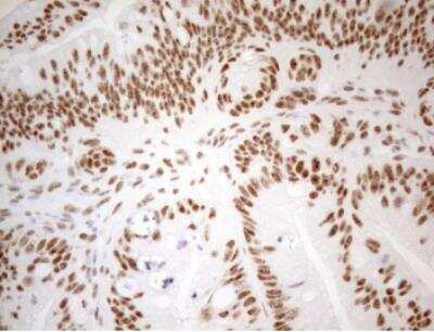 Immunohistochemistry-Paraffin: WTAP Antibody (OTI12G7) [NBP2-46368]