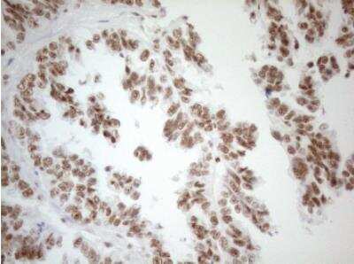 Immunohistochemistry-Paraffin: WTAP Antibody (OTI12G7) [NBP2-46368]