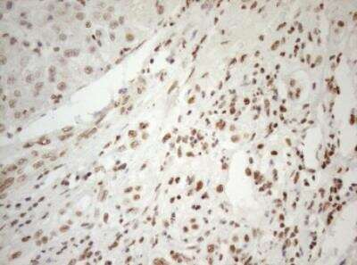 Immunohistochemistry-Paraffin: WTAP Antibody (OTI12G7) [NBP2-46368]