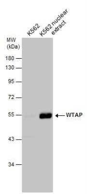 Western Blot: WTAP Antibody [NBP1-31777]