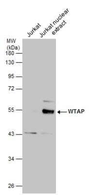 Western Blot: WTAP Antibody [NBP1-31777]