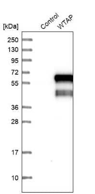 Western Blot: WTAP Antibody [NBP1-83040]