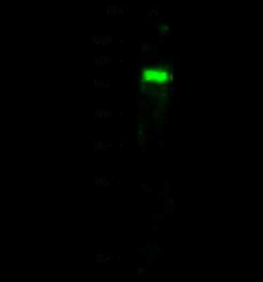 Western Blot: WTAP Antibody [NBP2-99848]
