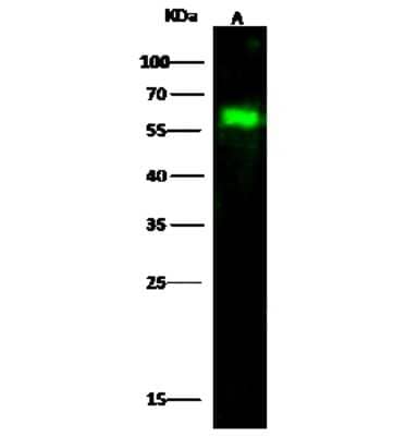 Western Blot: WTAP Antibody [NBP2-99848]