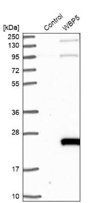 Western Blot: WW domain binding protein 5 Antibody [NBP1-84208]