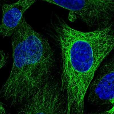 Immunocytochemistry/ Immunofluorescence: WWC2 Antibody [NBP1-92598]