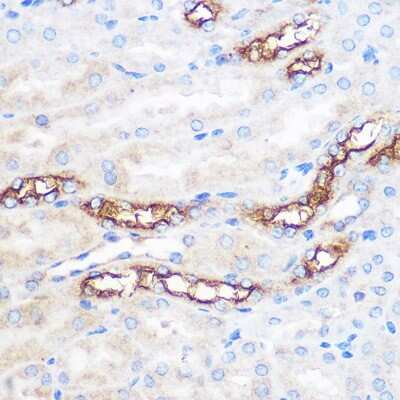 Immunohistochemistry-Paraffin: WWC2 Antibody - Azide and BSA Free [NBP3-15585]
