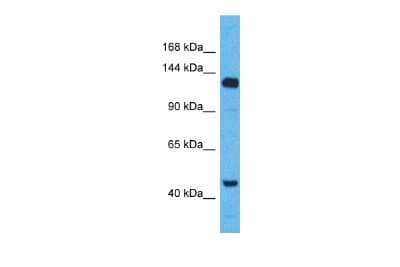 Western Blot: WWC2 Antibody [NBP2-83766]