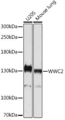 Western Blot: WWC2 AntibodyAzide and BSA Free [NBP3-15585]