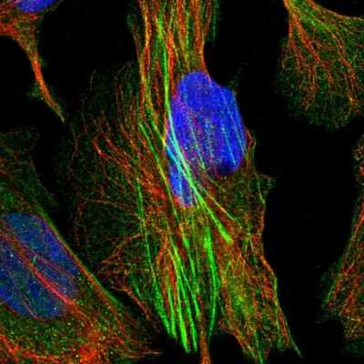 Immunocytochemistry/ Immunofluorescence: WWC3 Antibody [NBP1-90755]