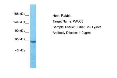 Western Blot: WWC3 Antibody [NBP2-83767]