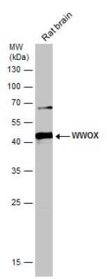 Western Blot: WWOX Antibody [NBP1-33456]