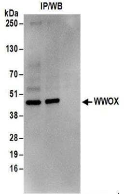 Western Blot: WWOX Antibody [NBP2-32121]