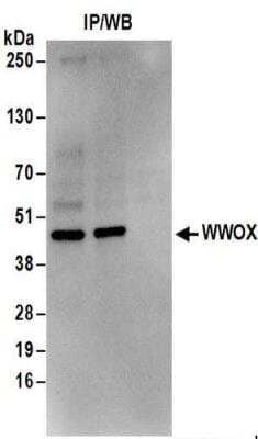 Western Blot: WWOX Antibody [NBP2-32122]