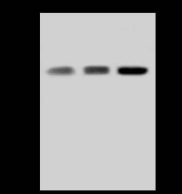 Western Blot: WWOX Antibody [NBP2-97814]