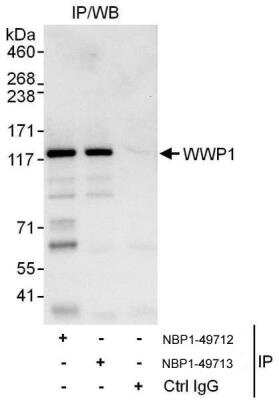 Immunoprecipitation: WWP1 Antibody [NBP1-49713]