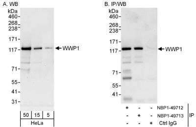 Western Blot: WWP1 Antibody [NBP1-49712]