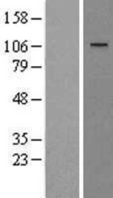 Western Blot: WWP1 Overexpression Lysate [NBL1-17892]