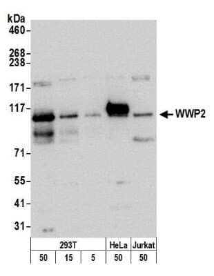 Western Blot: WWP2 Antibody [NBP1-49942]