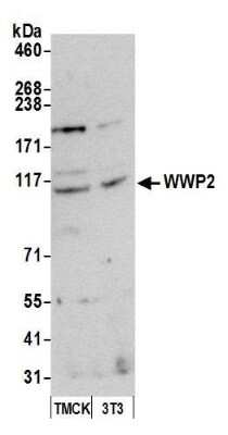 Western Blot: WWP2 Antibody [NBP1-49942]