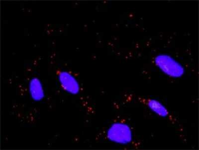 Proximity Ligation Assay: Wee1 Antibody [H00007465-D01P]