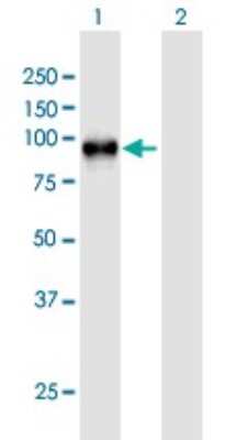 Western Blot: Wee1 Antibody [H00007465-B01P]