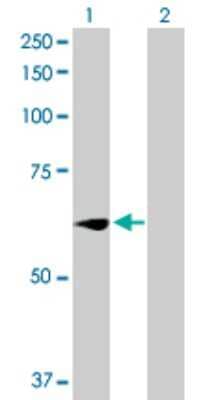 Western Blot: Wee1 Antibody [H00007465-D01P]