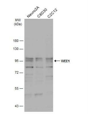 Western Blot: Wee1 Antibody [NBP1-33506]