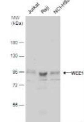 Western Blot: Wee1 Antibody [NBP1-33506]