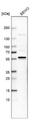 Western Blot: Wee1 Antibody [NBP2-56925]