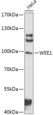 Western Blot: Wee1 AntibodyAzide and BSA Free [NBP2-94098]