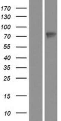 Western Blot: Wee1 Overexpression Lysate [NBP2-08009]