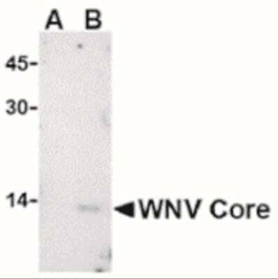 Western Blot: West Nile Virus C Protein AntibodyBSA Free [NBP2-41054]