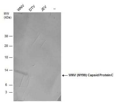 Western Blot: West Nile Virus C Protein Antibody [NBP3-13052]