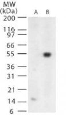 Western Blot: West Nile Virus Envelope AntibodyAzide Free [NBP2-24913]