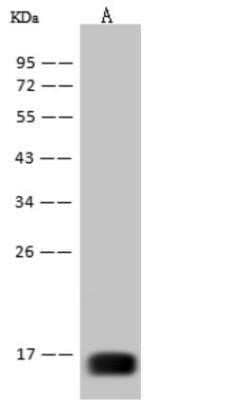 Western Blot: West Nile Virus Envelope Antibody (15)(Domain III) [NBP3-06463]