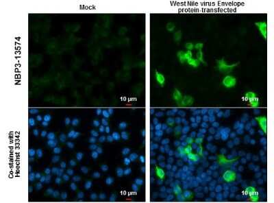 Immunocytochemistry/ Immunofluorescence: West Nile Virus Envelope Antibody (GT3029) [NBP3-13574]
