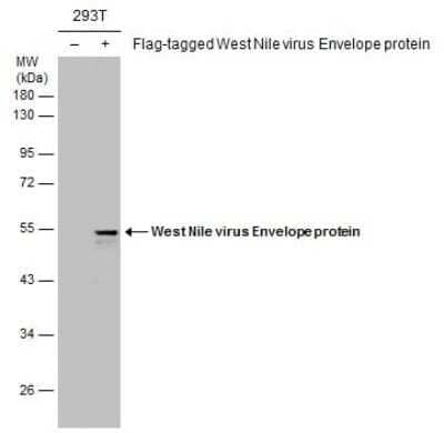 Western Blot: West Nile Virus Envelope Antibody (GT3029) [NBP3-13574]