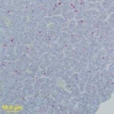 Immunohistochemistry-Paraffin: West Nile Virus Envelope Antibody [NB100-56744]