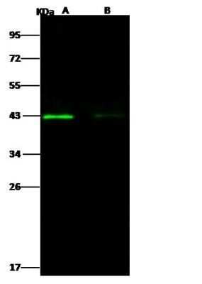 Western Blot: West Nile Virus Envelope Antibody [NBP3-12751]