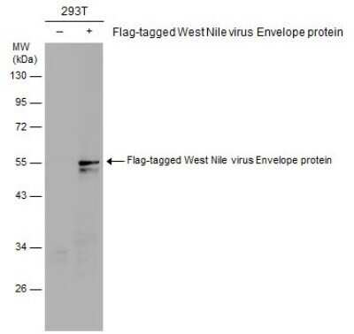 Western Blot: West Nile Virus Envelope Antibody [NBP3-13059]