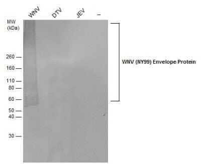 Western Blot: West Nile Virus Envelope Antibody [NBP3-13059]